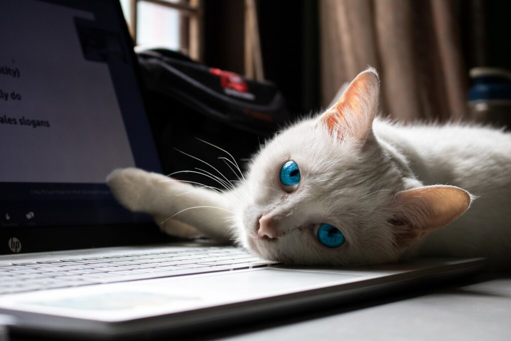 A white-coated cat lying on an HP computer